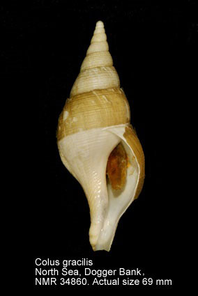 Colus gracilis.jpg - Colus gracilis(Costa,1778)